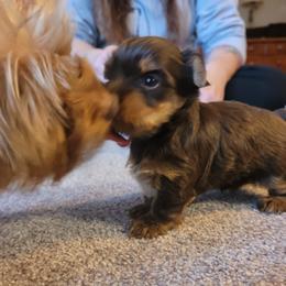 Yorkshire Terrier Puppies from Casey Clan Yorkies