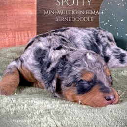 Spotty - Bernedoodle puppy from Starlight Bernedoodles