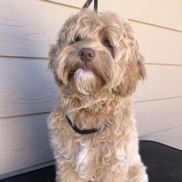 Hazel - Australian Labradoodle