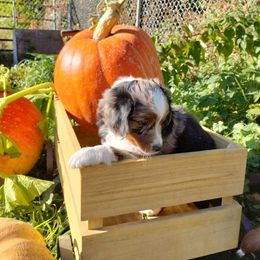 Blue Merle - Blue merle Miniature Australian Shepherd puppy in Omak, Washington from Willow Flats Kennels