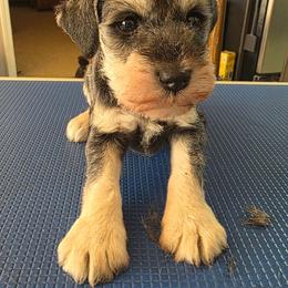 Boy 1 - Salt and pepper male Miniature Schnauzer puppy in Daphne, Alabama from Fancy Pants Miniature Schnauzers