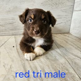 Mya light blue - Red merle male Australian Shepherd puppy in Arbela, Missouri from County Line Aussies