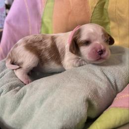 Pink Girl - Blenheim female Cavalier King Charles Spaniel puppy in Smiths, Alabama from K&K Kennels