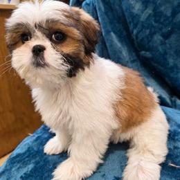 Meesu - Brindle female Shih Tzu puppy in Stroudsburg, Pennsylvania from Puppyville Pa Shih Tzu & frenchies