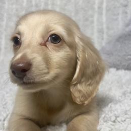 Fireworks - Cream male Dachshund puppy in Sacramento, California from MiniDoxPups