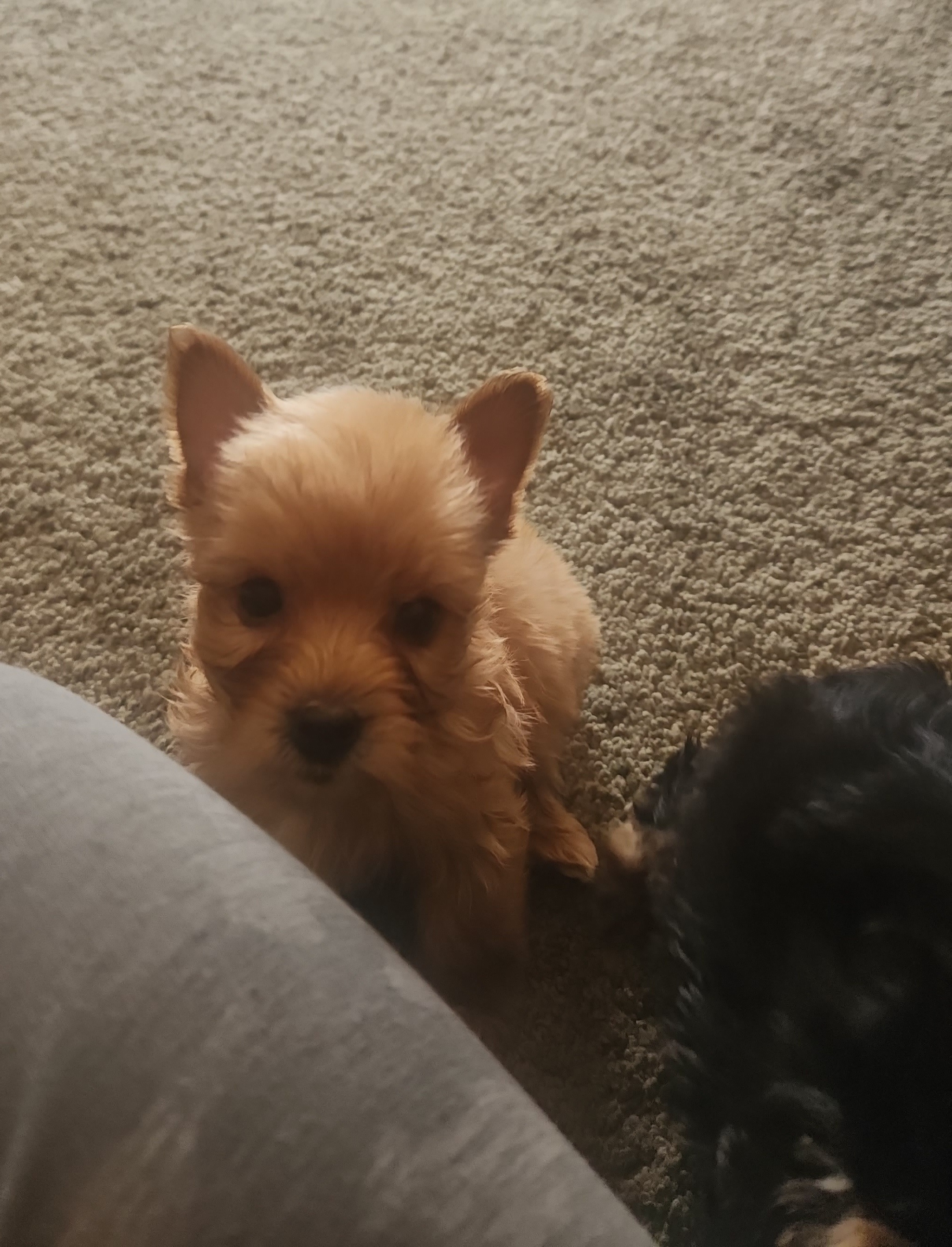 Boy 1 Reese - Tan Yorkshire Terrier puppy in Junction City, Ohio from On The Edge Of A Dream Yorkies