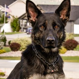 Ziva - German Shepherd