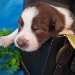 BAILEY-rtf - Red tri-color female Australian Shepherd puppy in Salem, Arkansas from Patchwork Kennels