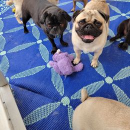 Louie - Pug