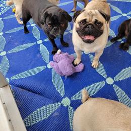 Louie - Pug