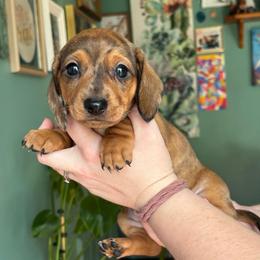 Marigold - Dapple female Dachshund puppy in Jacksonville, North Carolina from Lizzie’s Doxies