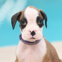 Independence (Indy) - Fawn female Boxer puppy in Georgia from Stephanie’s Boxers