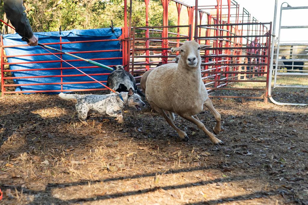 Australian Cattle Dogs and German Shepherds from Flying D Kennels