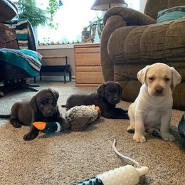 Labrador Retriever Puppies from Circle H Labradors