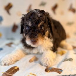 Girl1 - Phantom female Poodle puppy in Liberty, Texas from Poodles and Doodles Most Excellent Adventures