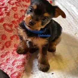 Yorkshire Terrier Puppies from Belle's Yorkie Babies