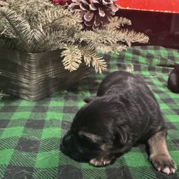 River - Black and red female German Shepherd puppy in Charlottesville, Virginia from AB_Elite_GSD