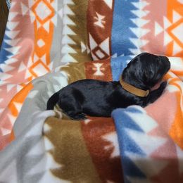 Brown Collar - Black male German Shepherd puppy in Cadet, Missouri from Working Valley Shepherds