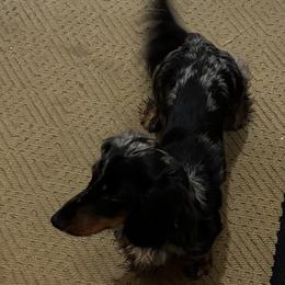 Cash - Dachshund
