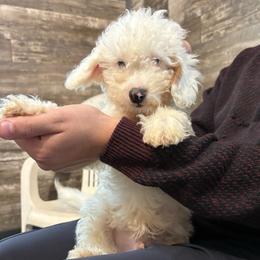 Mello - Cream male Goldendoodle puppy in Hillsdale, Michigan from My Buddy Ol’ Paws