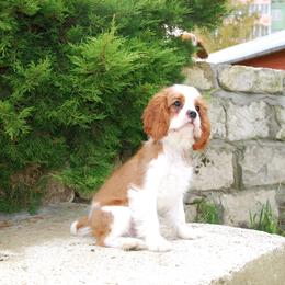 Cavalier King Charles Spaniel Puppies from Halloweentown cavaliers