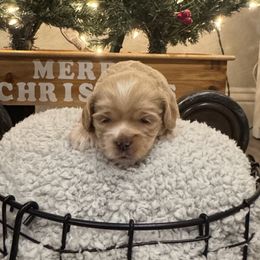 Lola - Brown female Cockapoo puppy in Paradise, Texas from 4W’s F2 Cockapoos