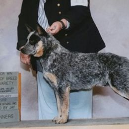 Australian Cattle Dogs from Cynlee Australian  Cattle Dogs