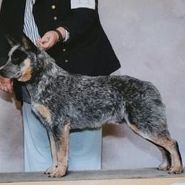 Australian Cattle Dogs from Cynlee Australian  Cattle Dogs