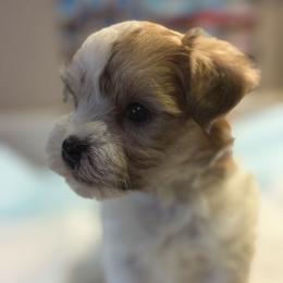 Drake - White and tan male Morkie puppy in Florence, Kentucky from 4paws4ever by Design