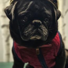 Oliver - Black male Pug puppy in Kodak, Tennessee from My Princess Pugs