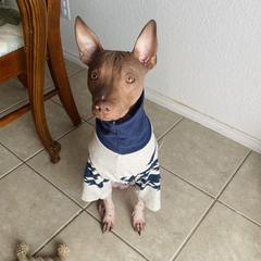 Gunther - American Hairless Terrier