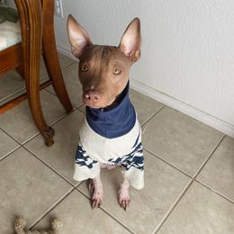 Gunther - American Hairless Terrier