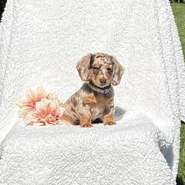 Dachshund puppies from Pine Grove Dachshund