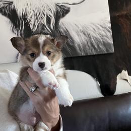Boy 1 - Black and tan male Pembroke Welsh Corgi puppy in Chino Valley, Arizona from Blecker Kennel