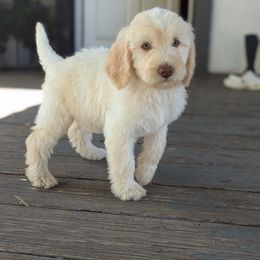 Star - Cream female Labradoodle puppy in Snowflake, Arizona from Az Mountain Doodles