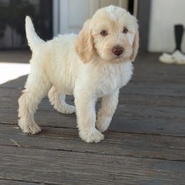 Star - Cream female Labradoodle puppy in Snowflake, Arizona from Az Mountain Doodles
