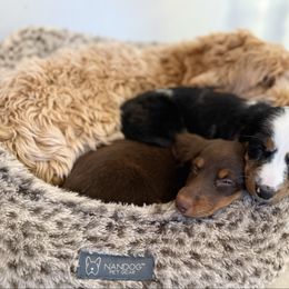 Dachshund puppies from Doodles of Oz