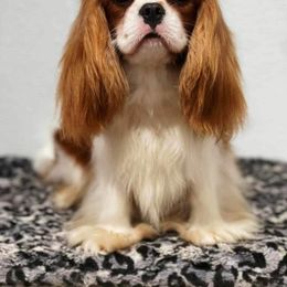 Andy - Cavalier King Charles Spaniel