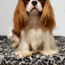 Andy - Cavalier King Charles Spaniel