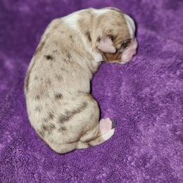 Cinder - Red merle male Toy Australian Shepherd puppy in Powell Butte, Oregon from Willow Lane Ranch