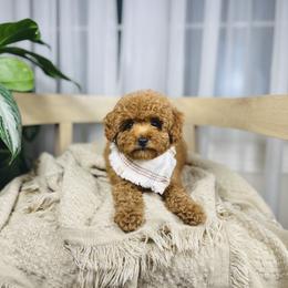 Mac - Red  male Goldendoodle puppy in Elizabethtown, Kentucky from Reddy Poodles & Doodles