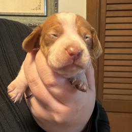 Sugar - Piebald female Dachshund puppy in Athens, Texas from County Road Puppies