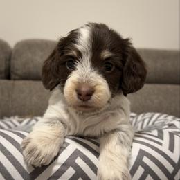 Mimi - Piebald female Dachshund puppy in Lawrenceville, Georgia from Chivi Paws