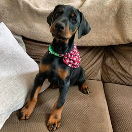 Doberman Pinscher Puppies from JM Dobermans