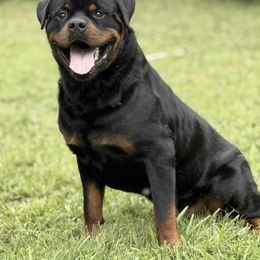 Rottweiler All Grown Up from Morris Rottweilers