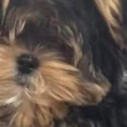 Morkies from Melanie Mitchell