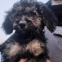 Girl 3 - female Goldendoodle puppy in Harrisburg, Nebraska from Wildcat Hills Doodles