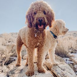 Goldendoodle All Grown Up from Daring Doodles