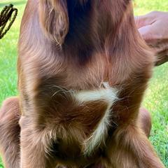 Lucky - Mahogany male Irish Setter puppy in Leslie, Arkansas from Shakarri Irish Setters