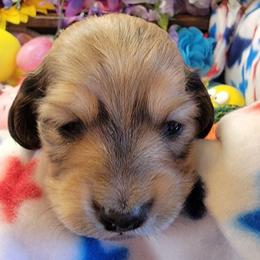 Apollo - Sable male Dachshund puppy in Terlton, Oklahoma from CLARK'S BREEDING PROGRAM